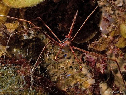 Yes, one more Arrow Crab, this photo was taken while divi... by Steven Anderson 